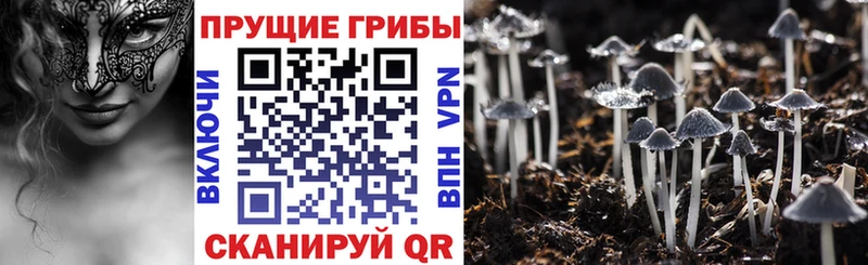 Галлюциногенные грибы ЛСД  Александров 